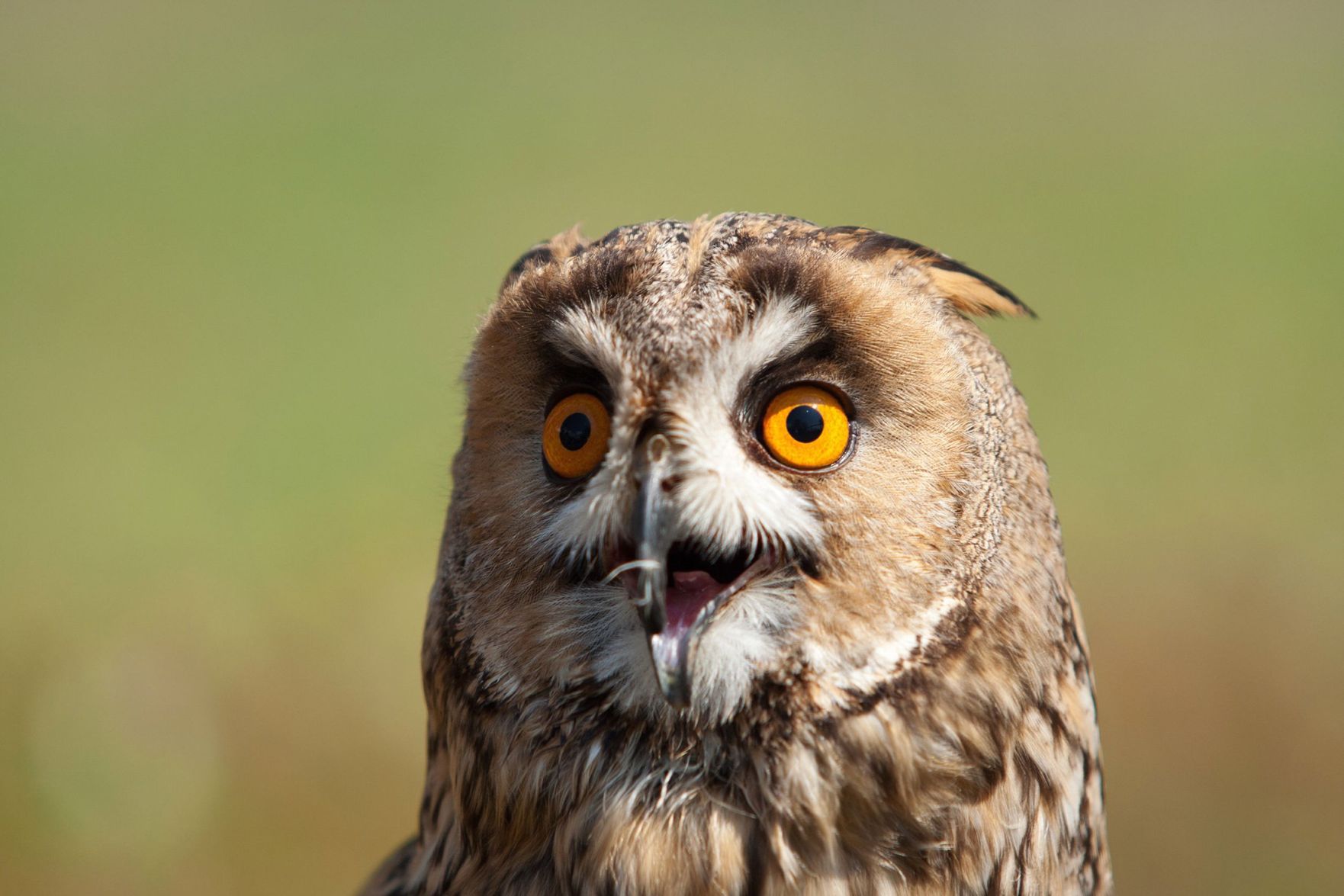 Screech owl